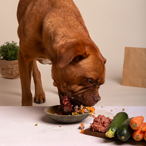 Natuurlijke hondenvoeding | Dog Food Limburg