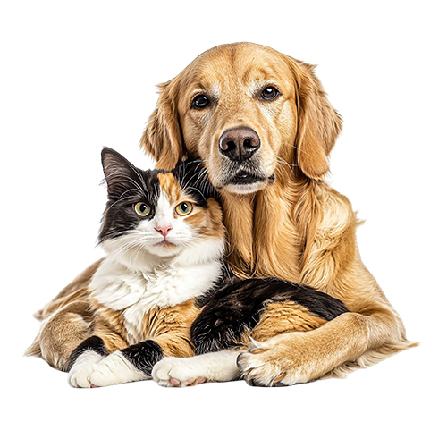 Honden en katten accessoires | Dog Food Limburg