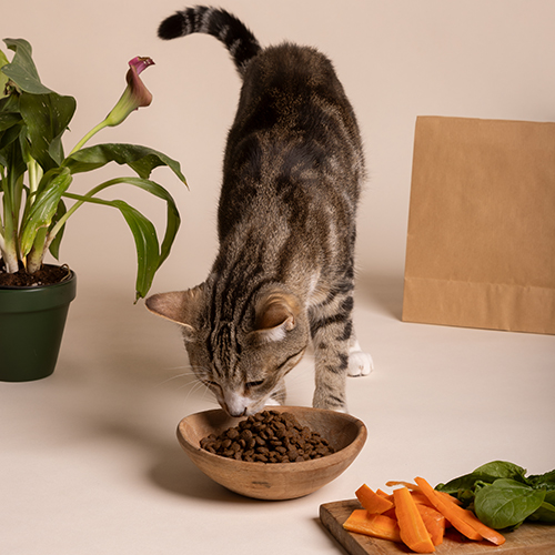 kattenbrokken | Dog food limburg